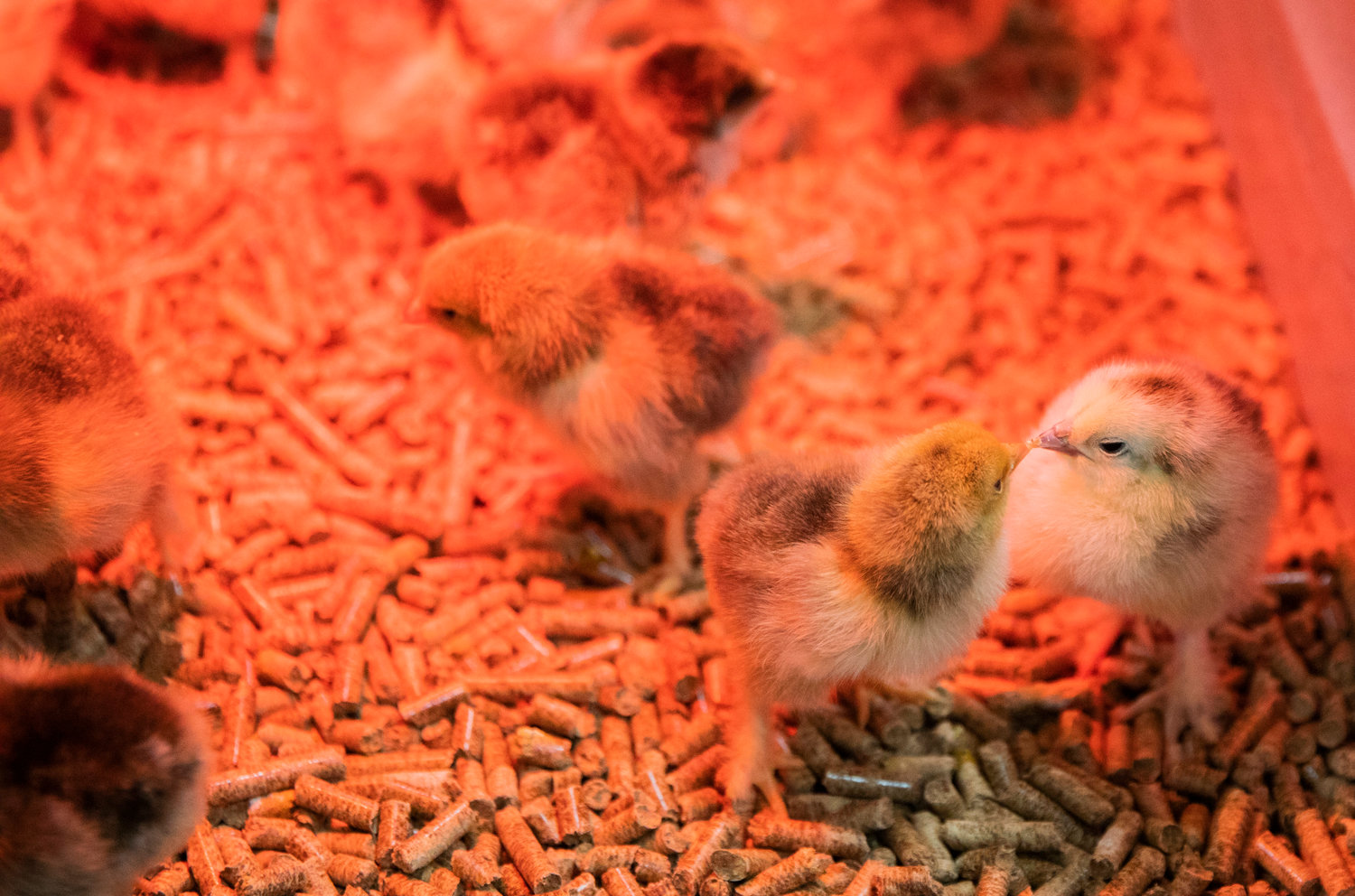 Chicks convene for an important meeting under a heat lamp in the Farm Store on Thursday.