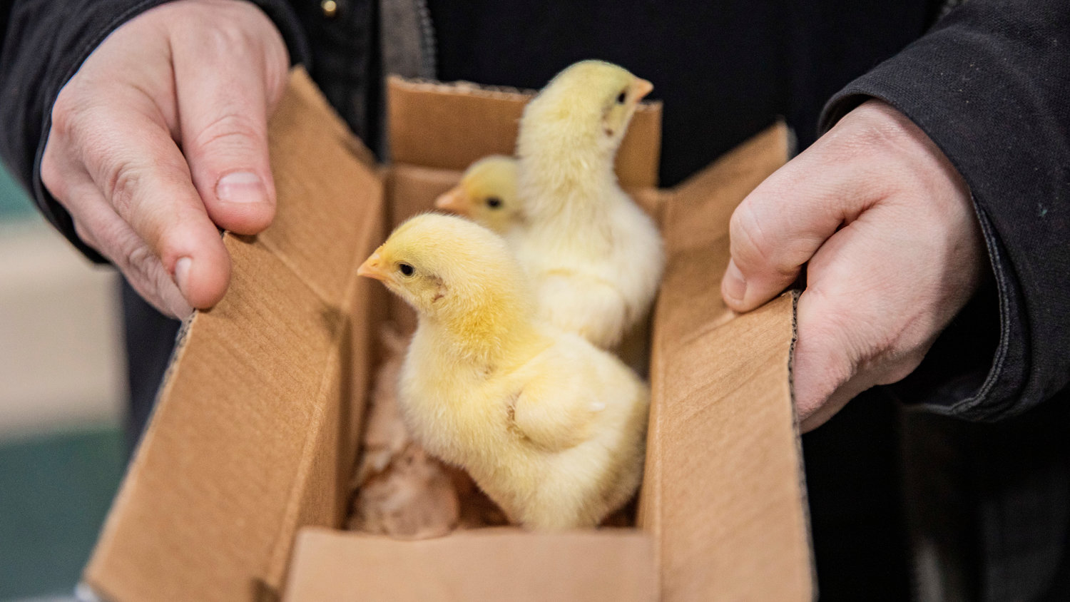 Chicks poke their heads from a box and look around the Farm Store on Thursday in Chehalis.