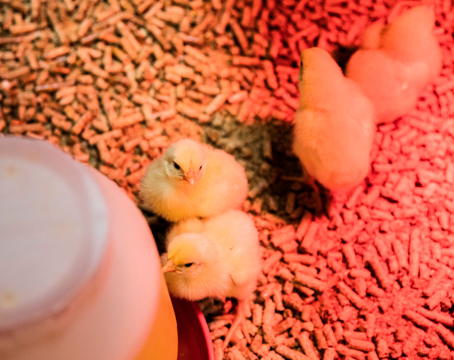 Chicks in the Farm Store on Thursday drink probiotic water to prevent health complications.