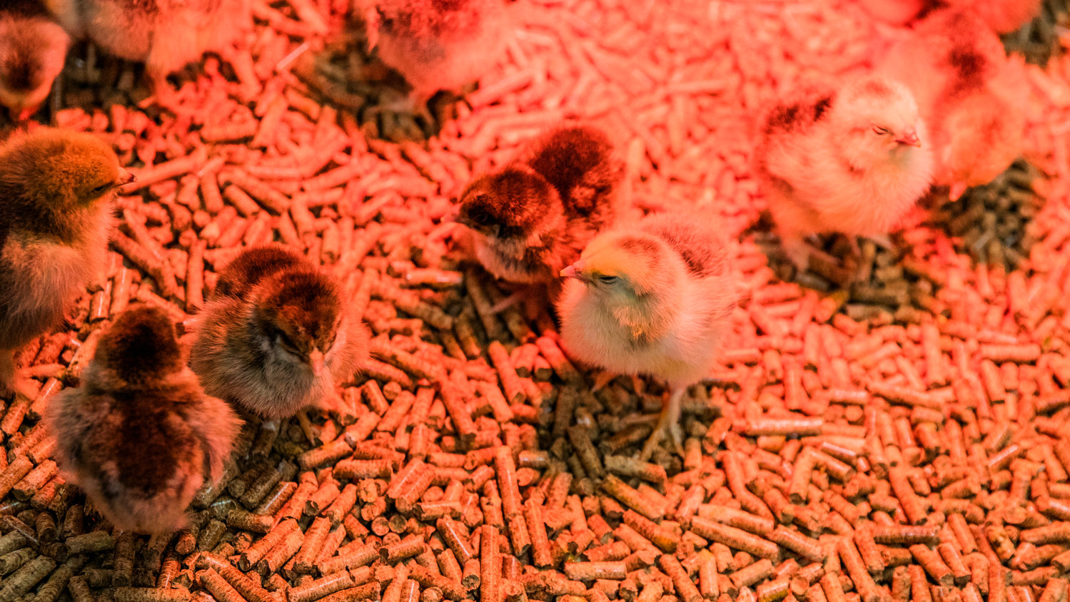 Chicks stand under a heat lamp for warmth inside the Farm Store on Thursday.