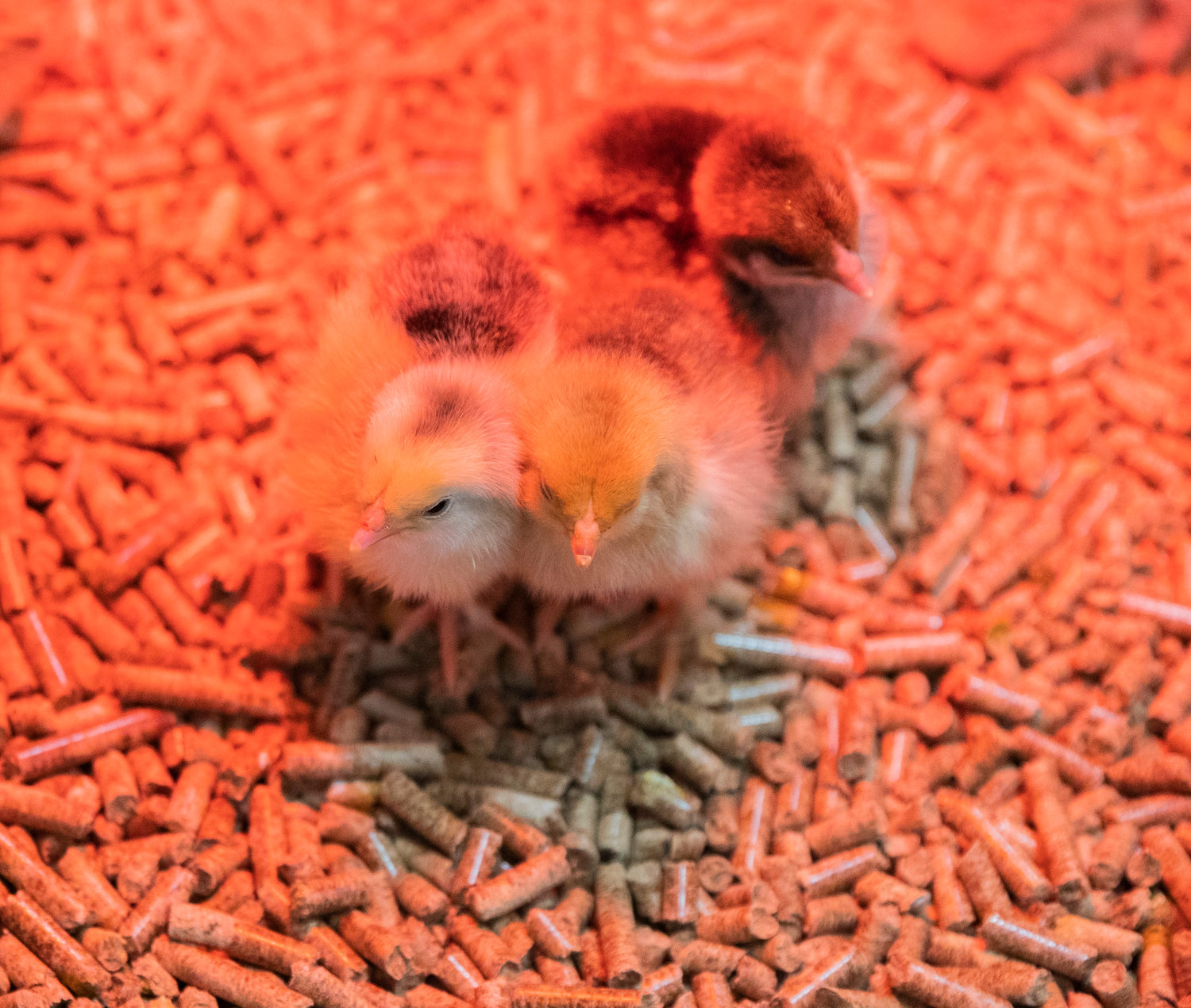 Fluffy baby chicks cuddle together at the Farm Store on Thursday in Chehalis.