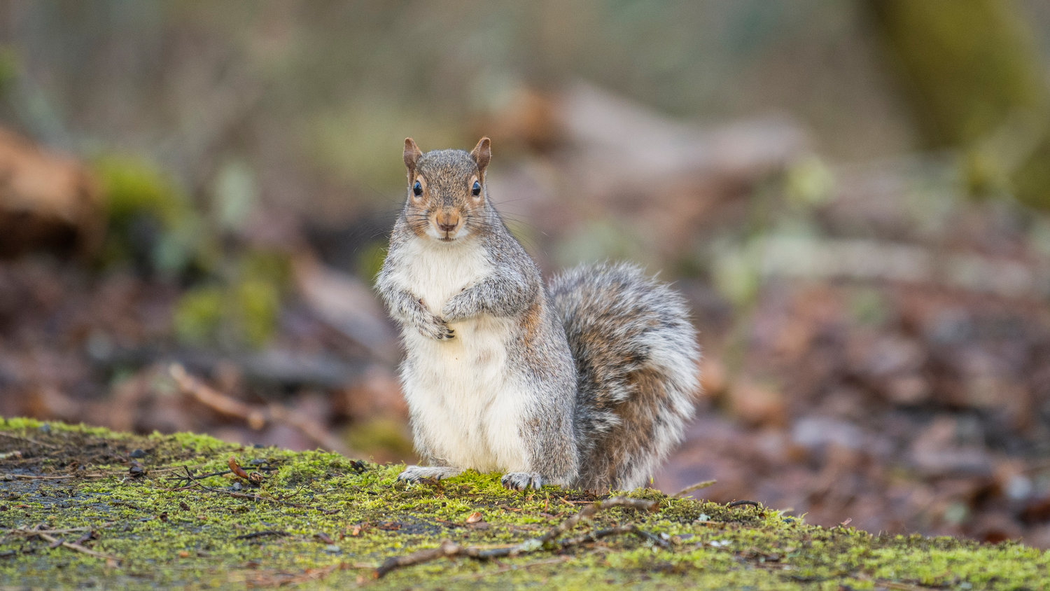 A squirrel stares forward while standing on a sidewalk at Fort Borst Park in Centralia on Monday.
