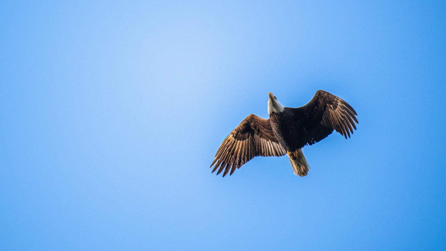 Against sunny, clear skies over Fort Borst Lake in Centralia on Monday, a resident bald eagle soars with little effort.