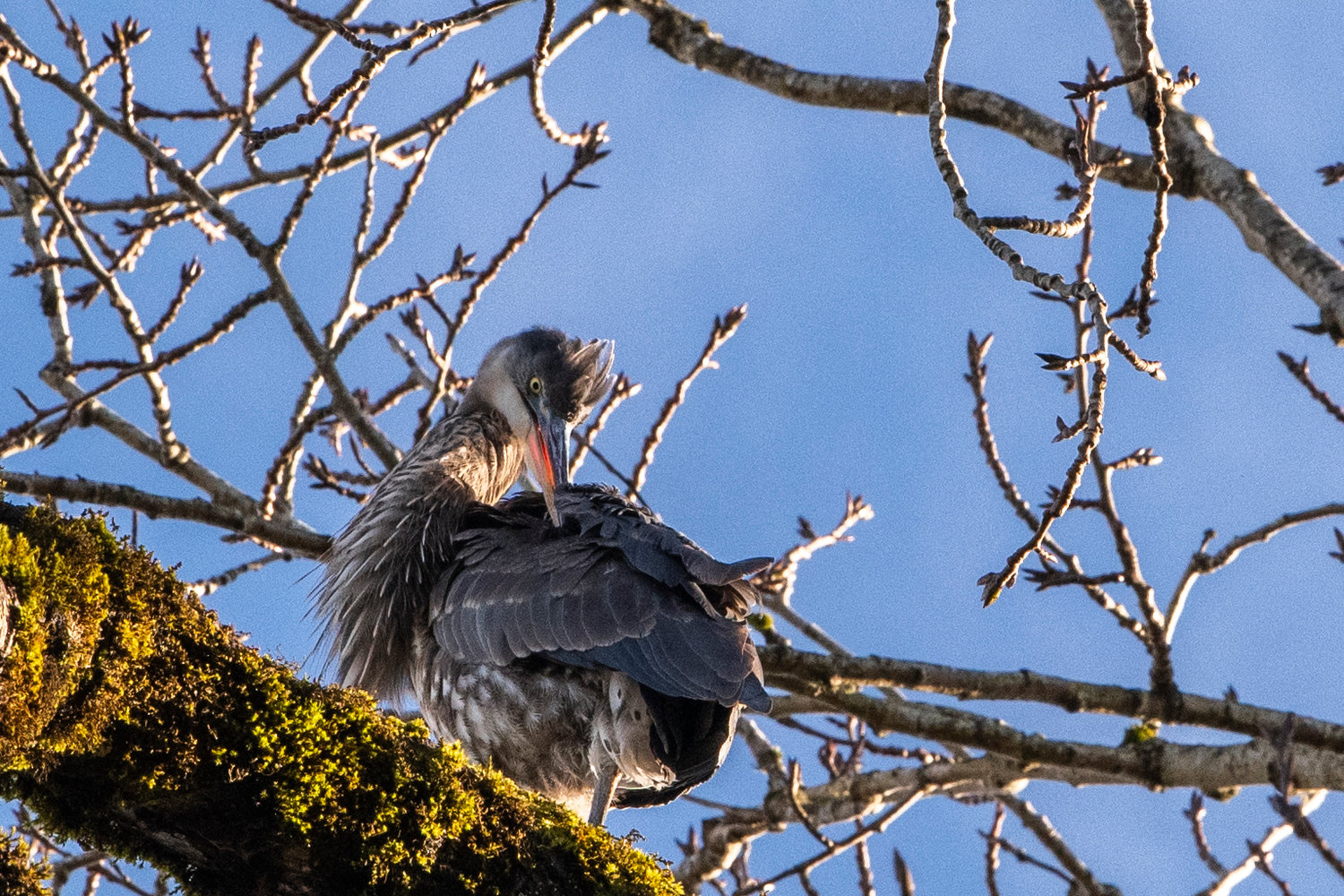 Beside Fort Borst Lake in Centralia on Monday, a great blue heron preens its feathers and basks in the afternoon sun.