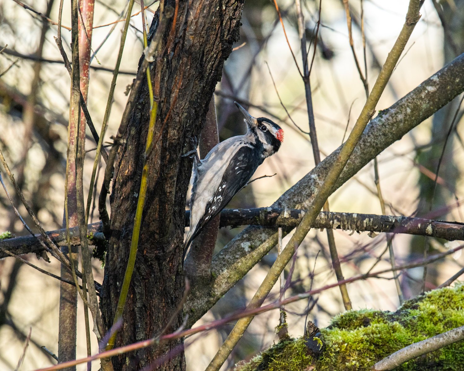 A hairy woodpecker lives the vertical life at Fort Borst Park on Monday.