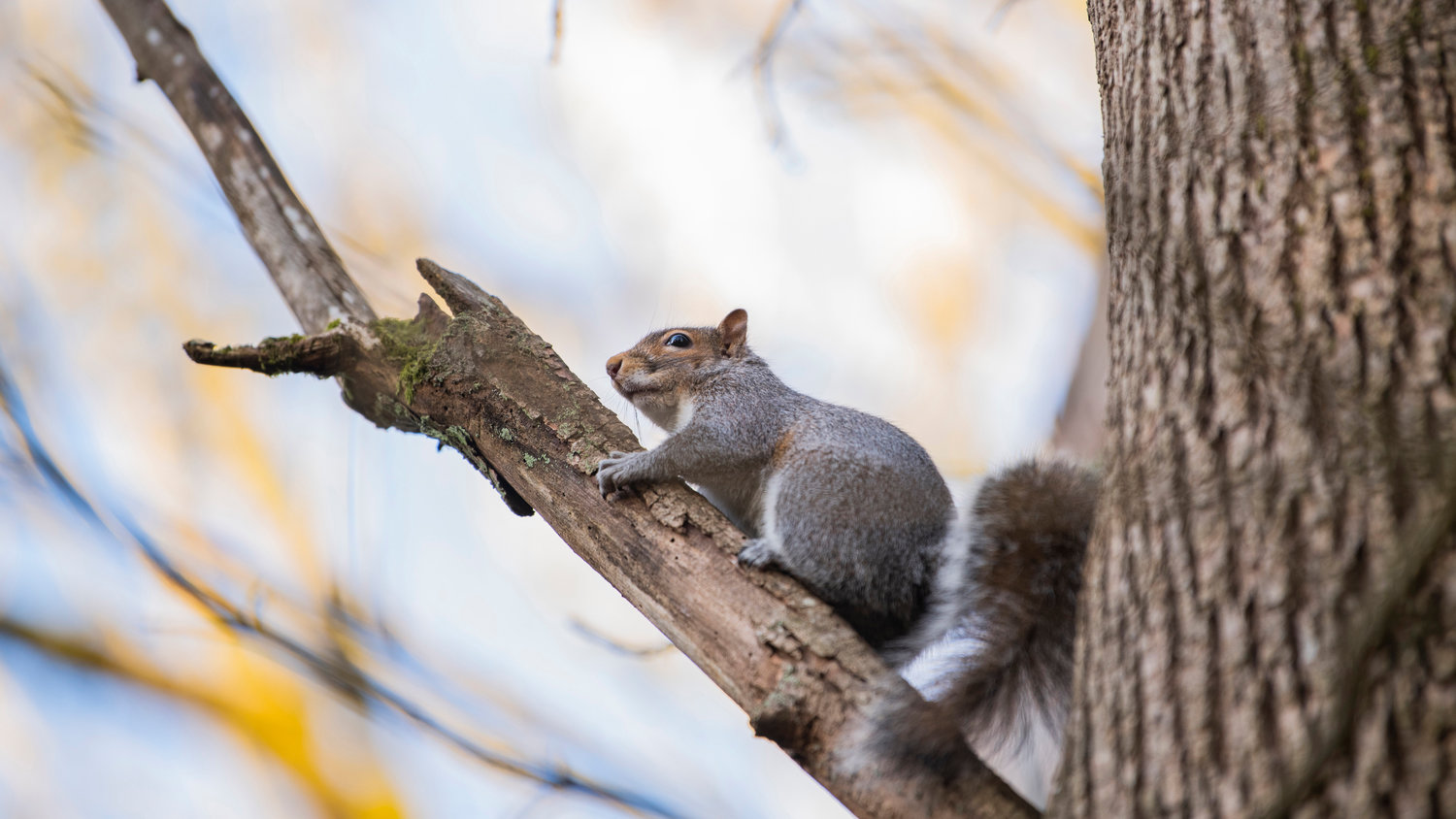 A squirrel sits perfectly supported by the crotch of a tree branch at Fort Borst Park on Monday.