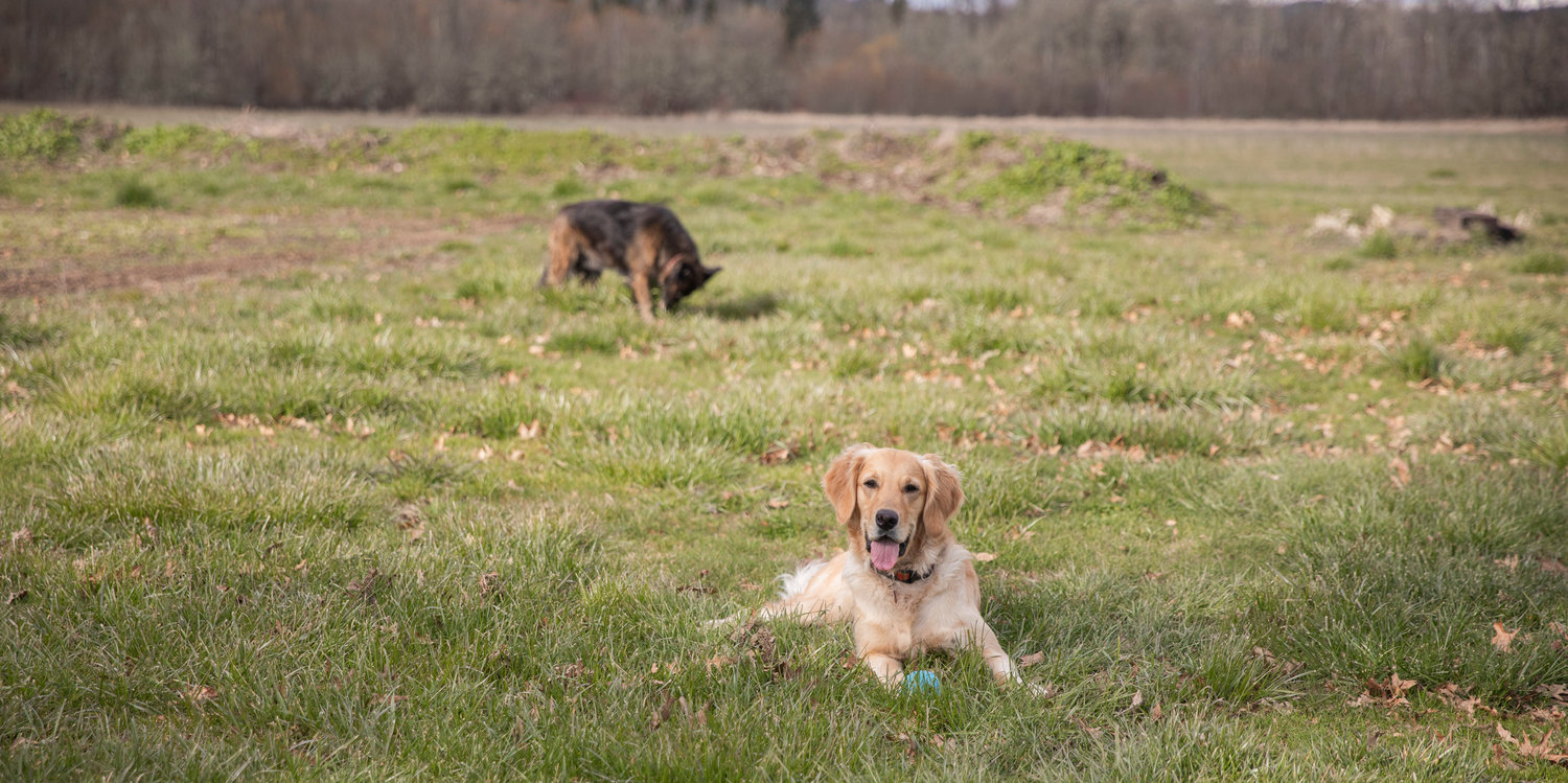 Birdy and Willow, dogs at the Dirty Thumb Nursery, play in the grass along state Route 6 near Adna.