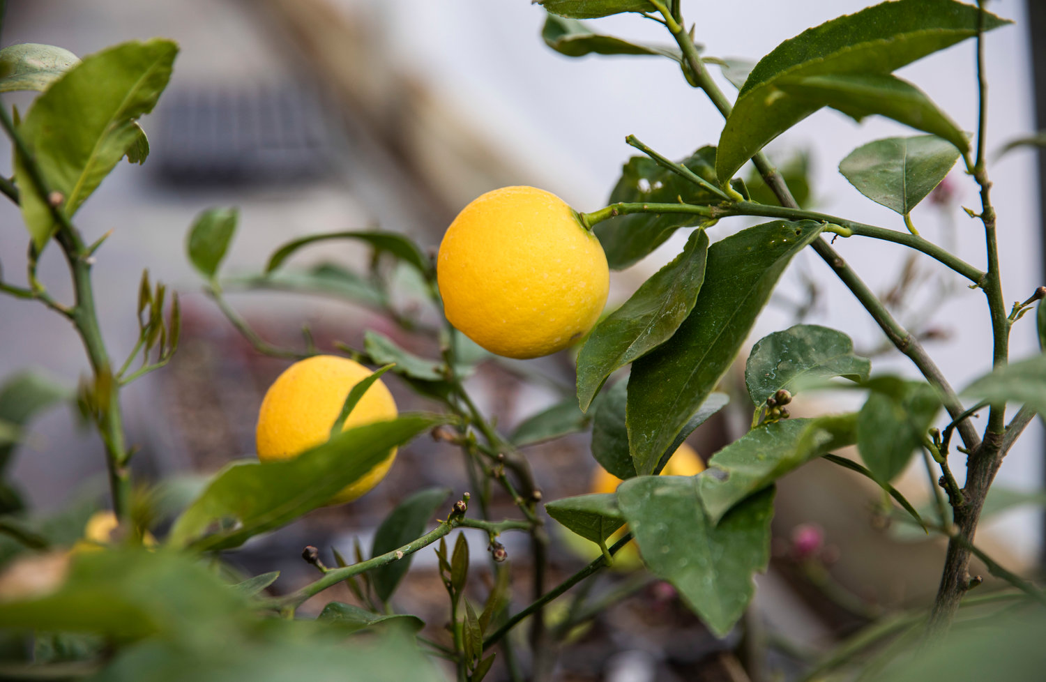 A citrus tree grows fruit at the Dirty Thumb Nursery along state Route 6 near Adna.