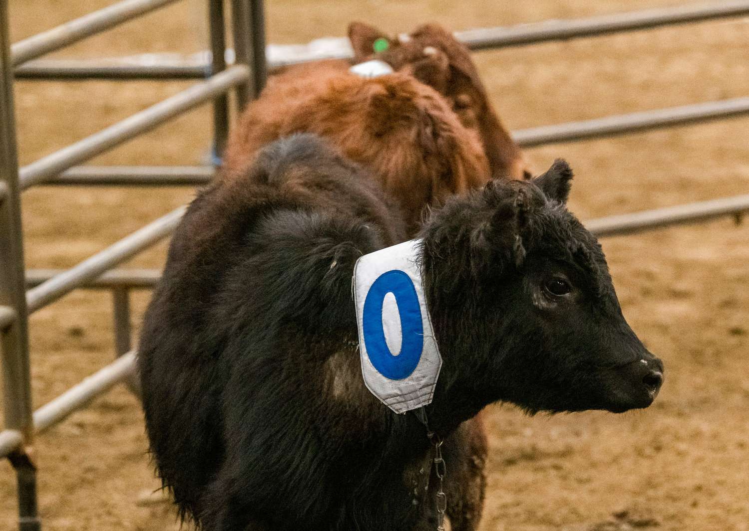 On Sunday, March 19 at the Grays Harbor County Fairgrounds, cows are numbered for a team sorting equestrian event.
