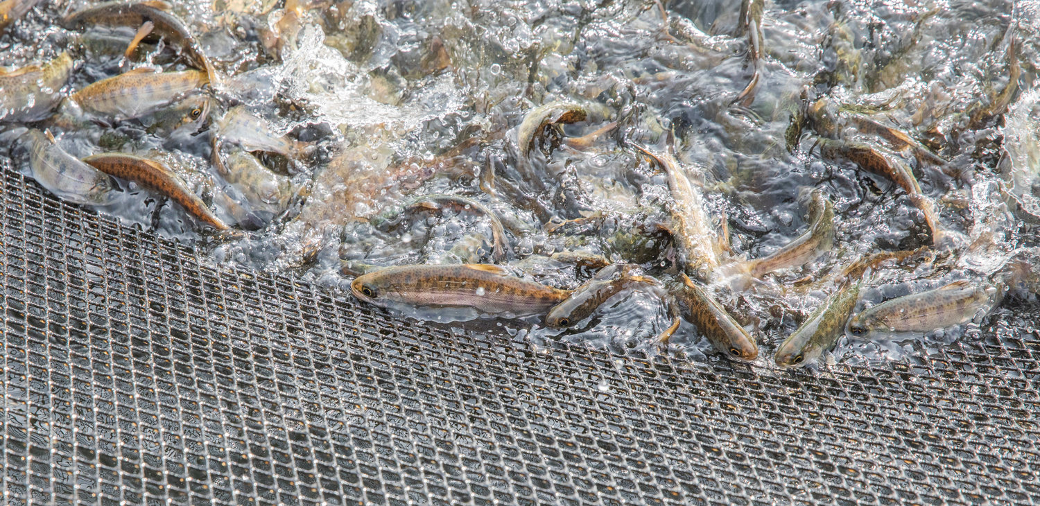Coho salmon prepare to be released into Gheer Creek from a net pen in Carlisle Lake Thursday morning in Onalaska.