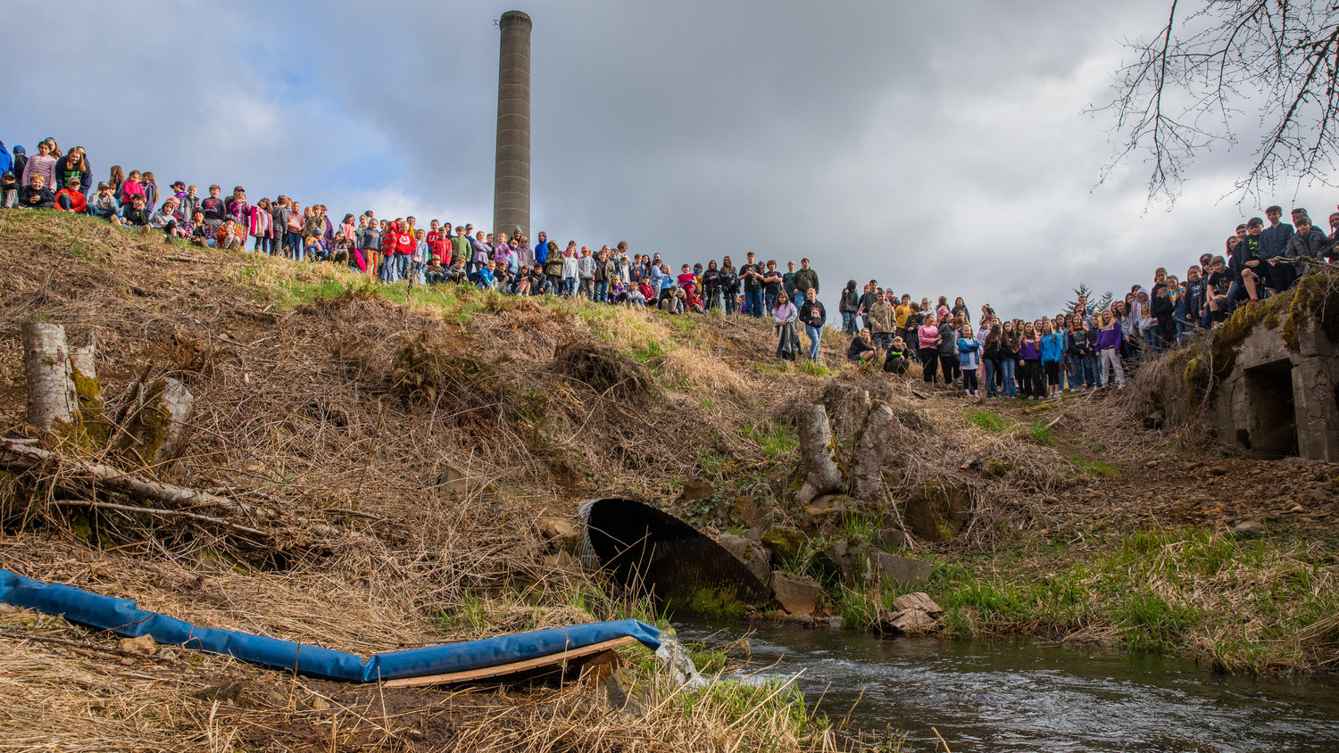 Students from the Onalaska School District watch as coho salmon are released into Gheer Creek near Carlisle Lake Thursday morning.