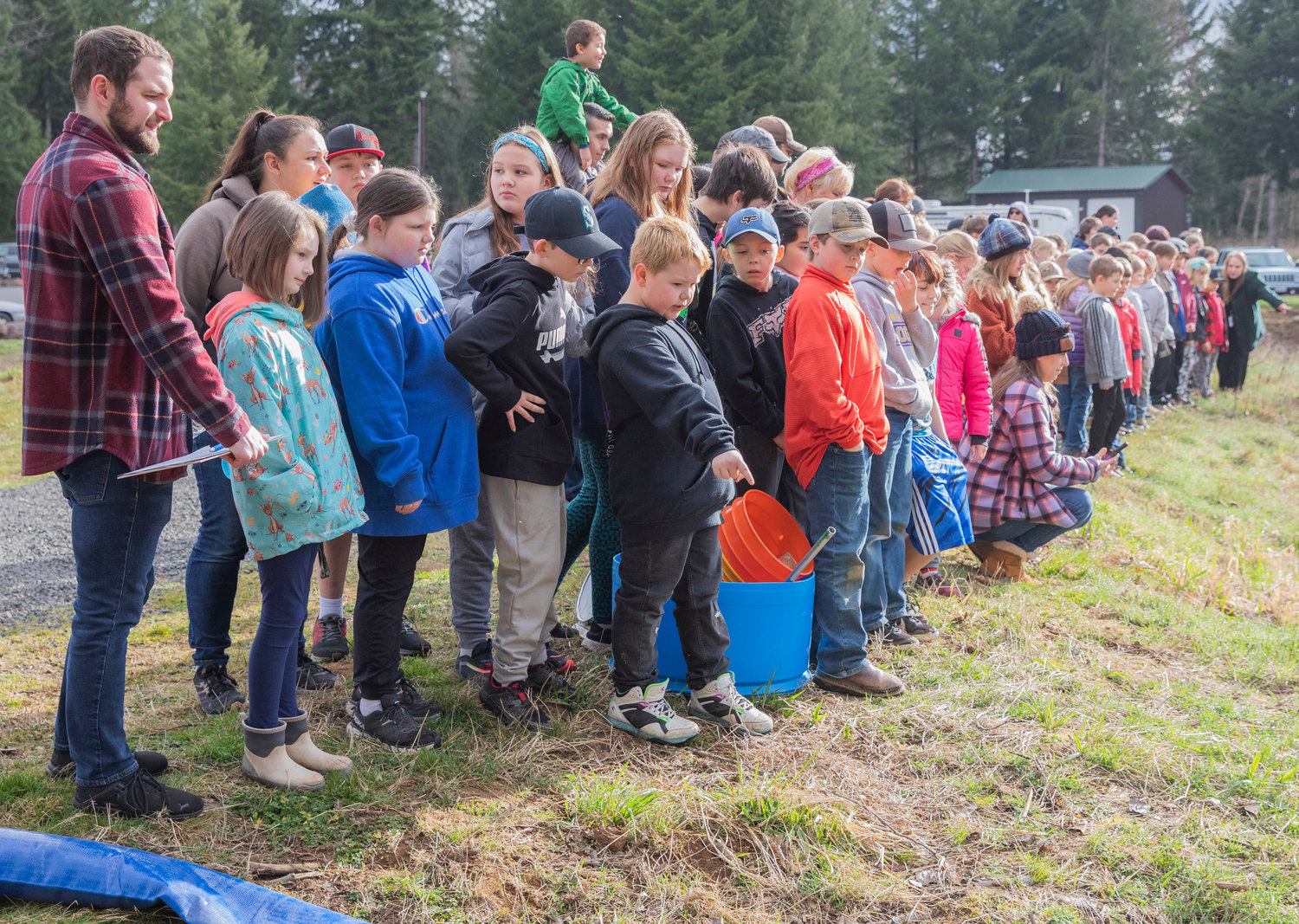 Students from the Onalaska School District watch as coho salmon and steelhead are released into Gheer Creek near Carlisle Lake Thursday morning.