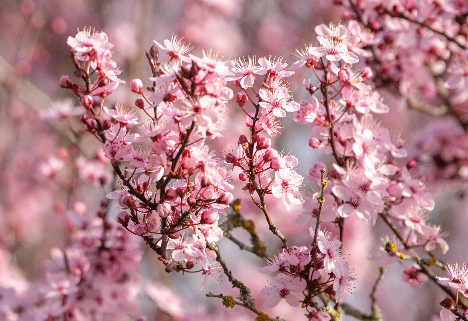 Pink blossoms sway in the breeze in downtown Centralia on Wednesday afternoon in the sun.