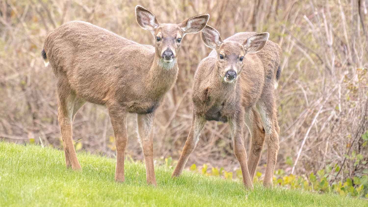 Two young deer look across a lawn in Chehalis on Wednesday afternoon.