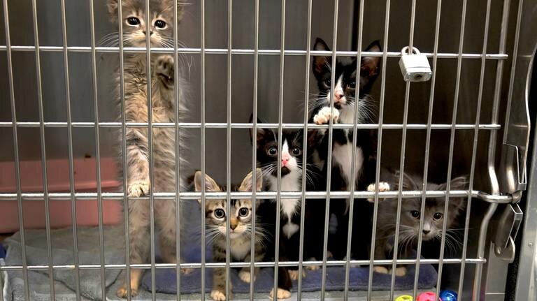 Joint Animal Services executive director Sarah Hock said that the recent seizure of 147 cats from a single Thurston County residence has taxed the capacity of the Thurston County shelter to a critical level.