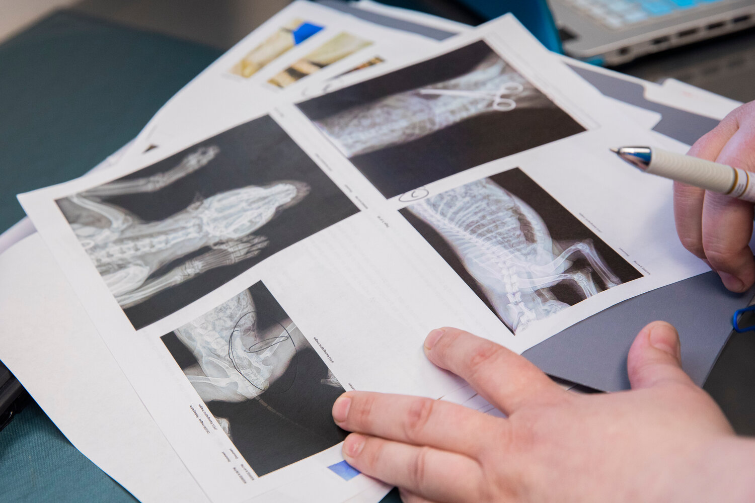 X-rays shown by Dr. Brandy Fay in Chehalis during an interview on Saturday, April 29 further explain the death of Buzzo, a 4-month-old cattle dog puppy found next to Aron Christensen, 49, a Portland hiker who was also dead.