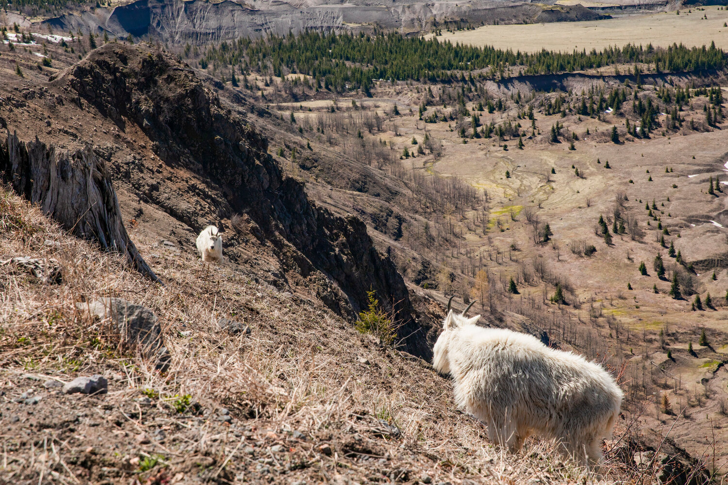 Mountain goats walk along Johnston Ridge below Mount St. Helens on Thursday, May 11.