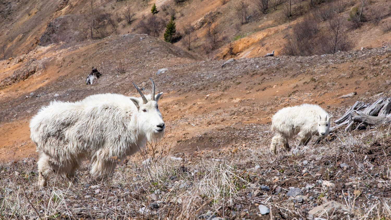 Mountain goats graze along Johnston Ridge at Mount St. Helens on Thursday, May 11.