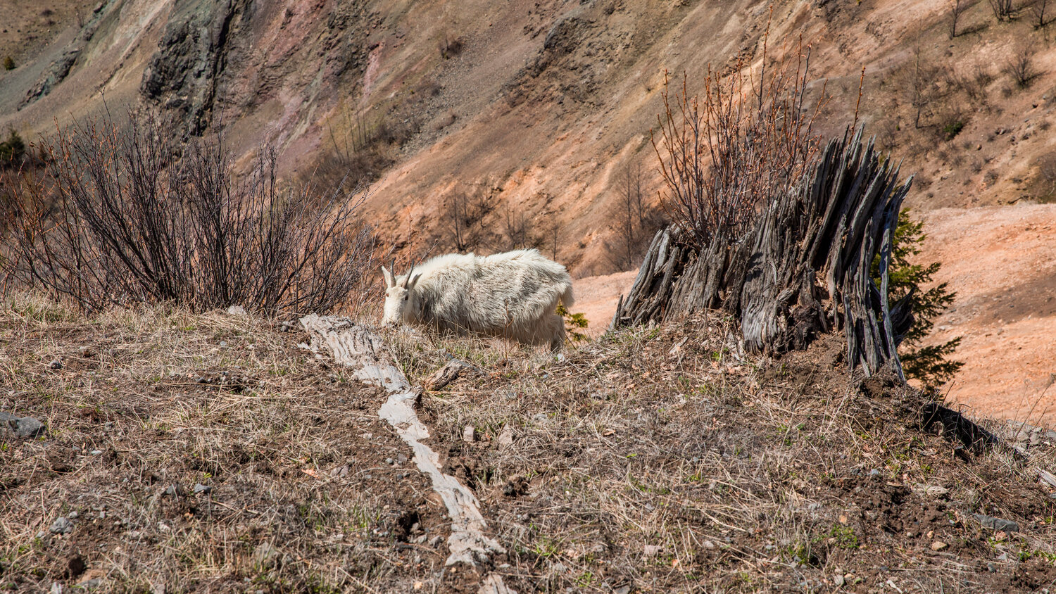 A mountain goat grazes along Johnston Ridge on Thursday, May 11.