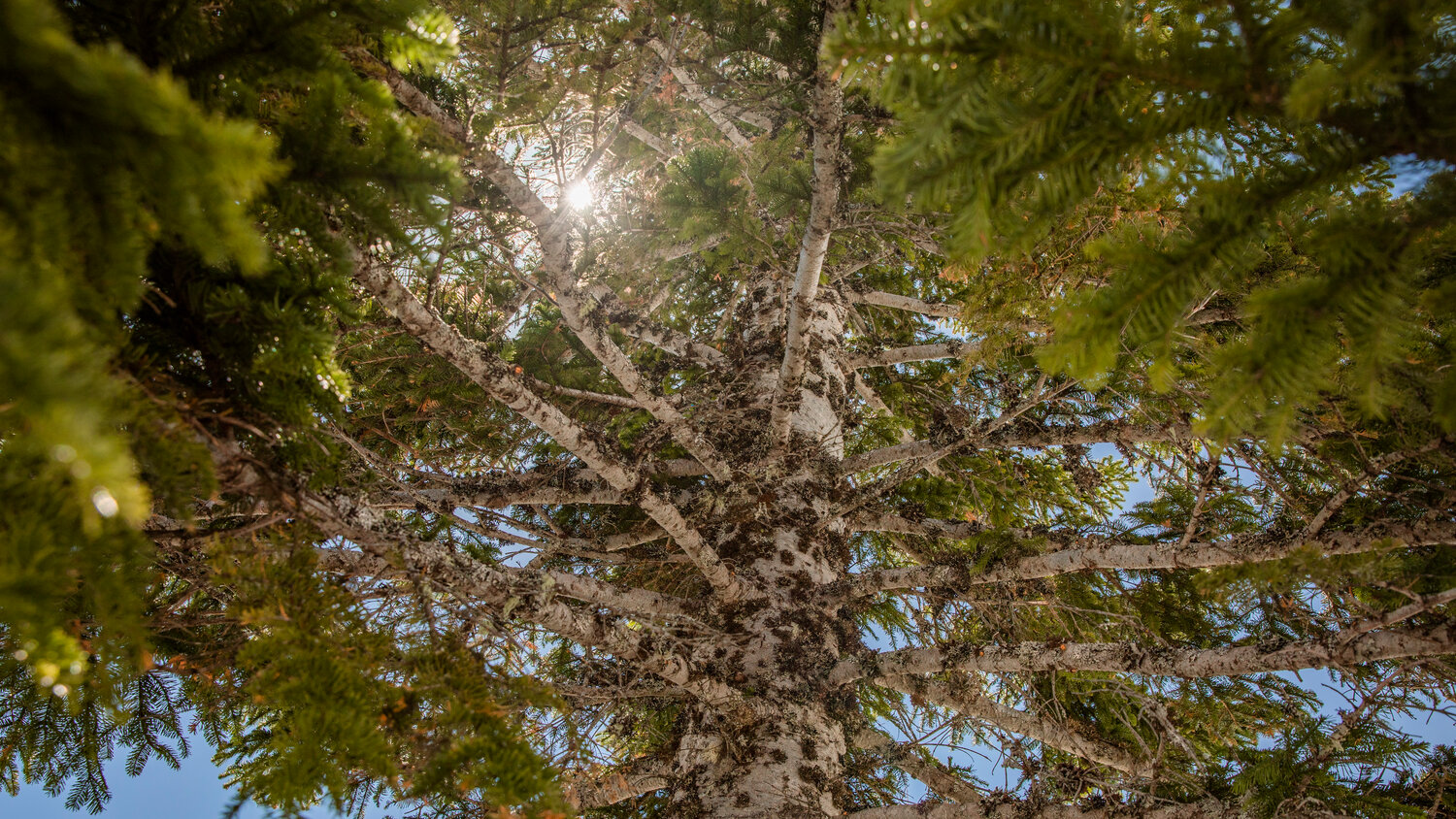 Sun shines through trees along Johnston Ridge at Mount St. Helens on Thursday, May 11.