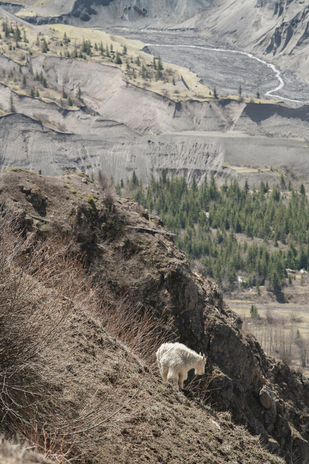 A mountain goat grazes against a backdrop of valleys once filled by volcanic ash and lava below Mount St. Helens near the Johnston Ridge Observatory on Thursday, May 11.