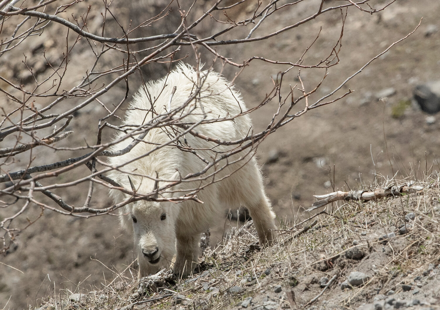 A young mountain goat grazes just below the Johnston Ridge Observatory at Mount St. Helens on Thursday, May 11.
