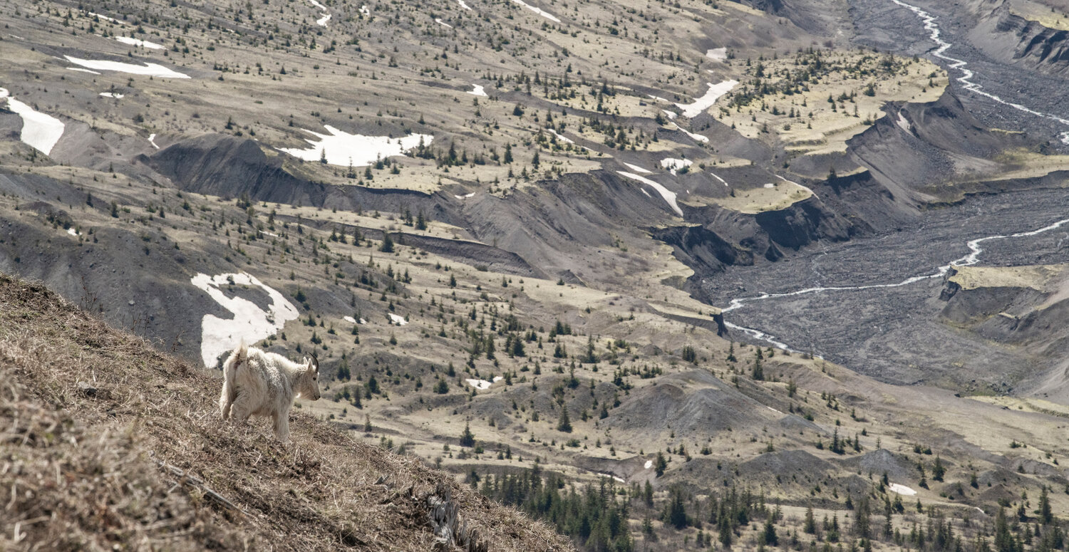 A mountain goat looks out over the valley beneath Mount St. Helens near the Johnston Ridge Observatory on Thursday, May 11.