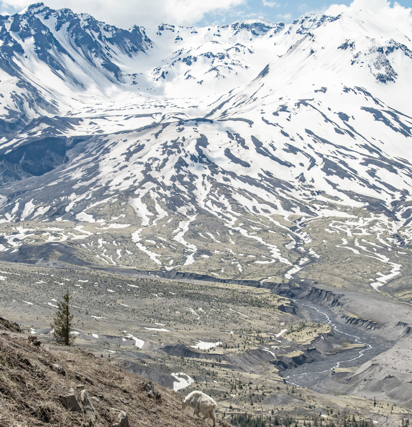 A mountain goat is pictured in front of Mount St. Helens near the Johnston Ridge Observatory on Thursday, May 11.