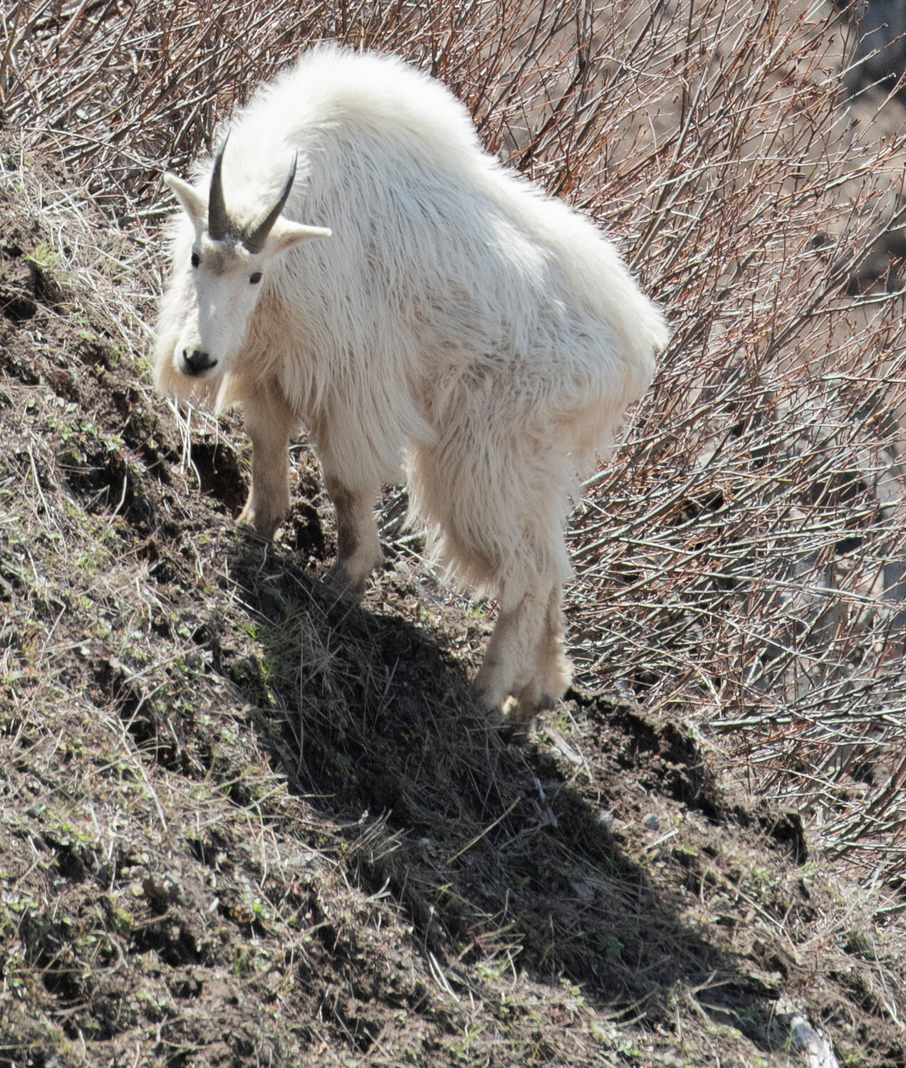A large mountain goat’s haunches cast a shadow against the hills near Mount St. Helens by the Johnston Ridge Observatory on Thursday, May 11.