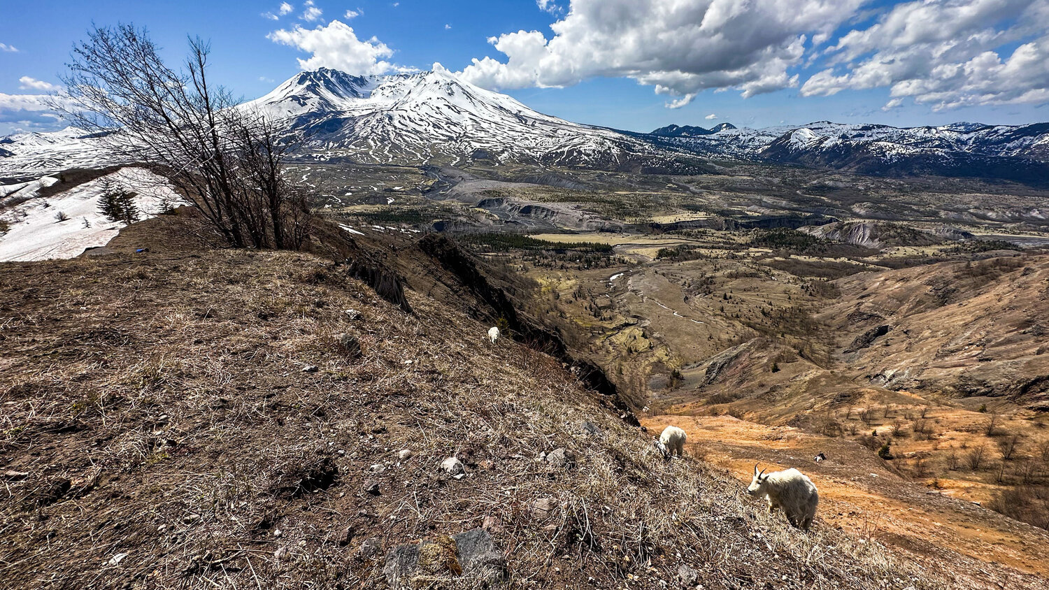 Mountain goats graze at Mount St. Helens on Thursday, May 11.