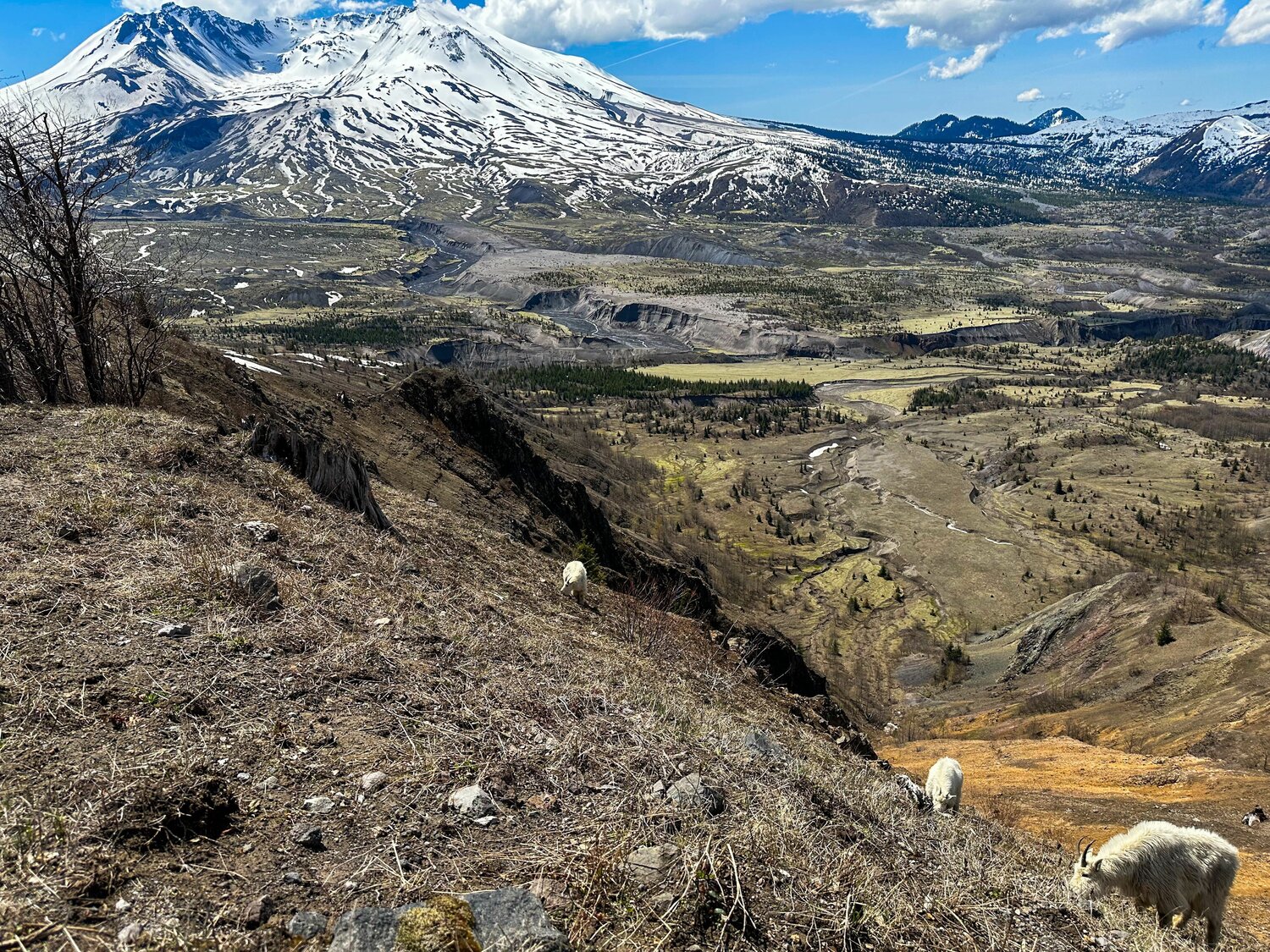 Mount St. Helens is seen from the Elk Rock Viewpoint along Spirit Lake Highway on Thursday, May 11.