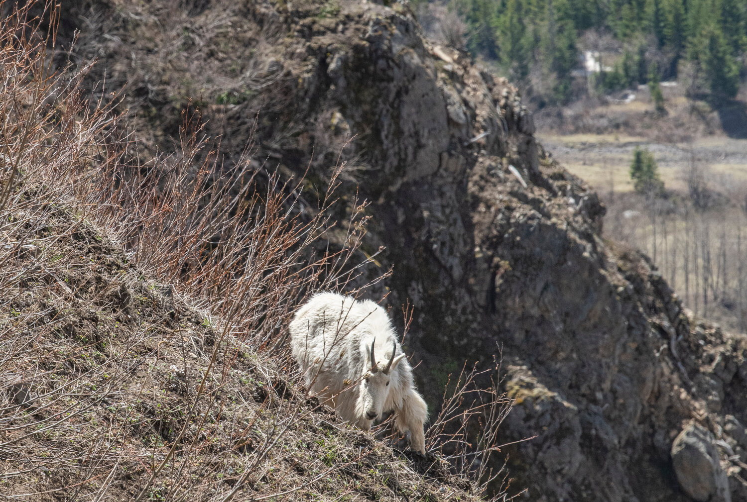 An adult mountain goat looks for his lunch on the hills near Mount St. Helens by the Johnston Ridge Observatory on Thursday, May 11.