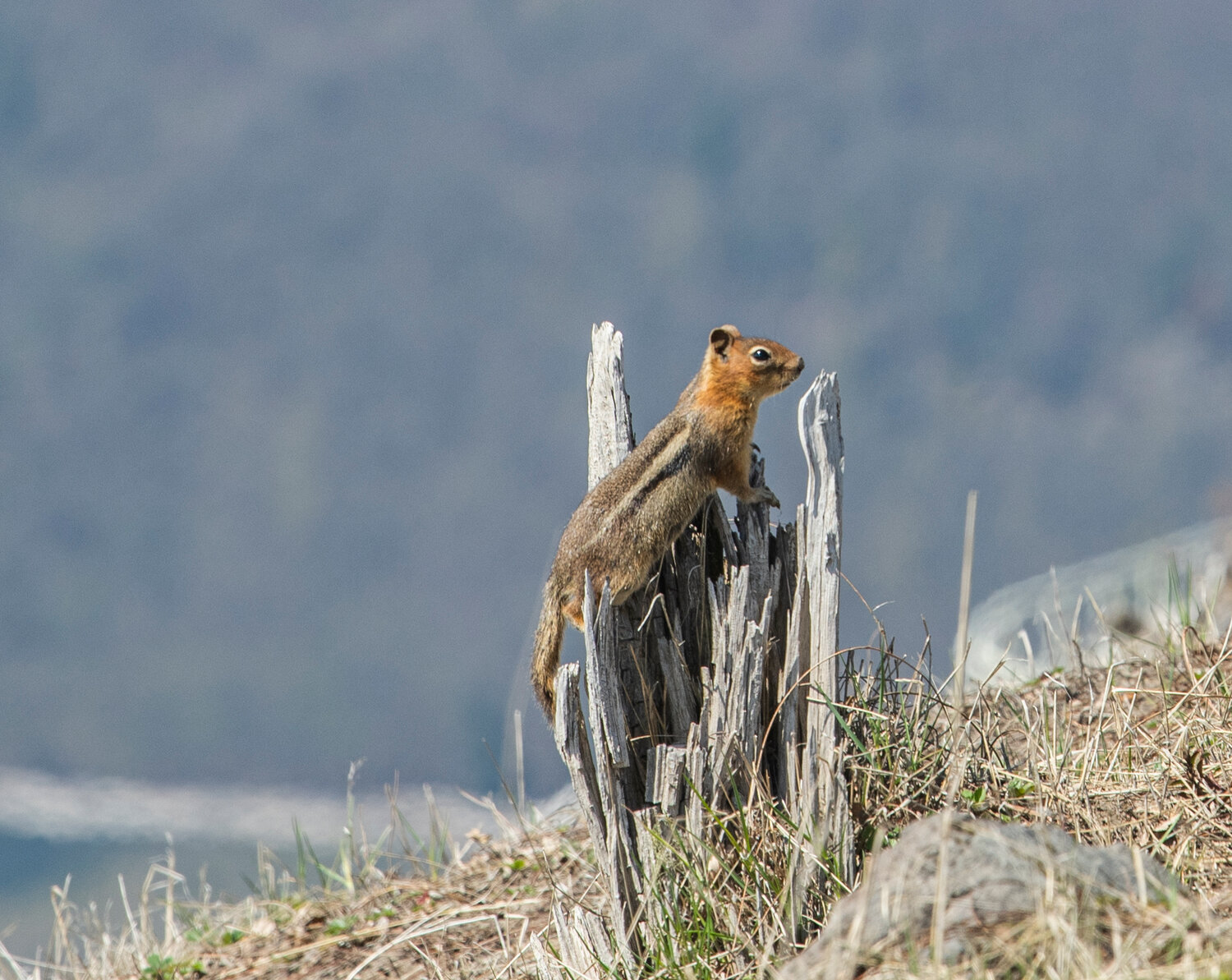 A chipmunk climbs a small stump outside the Johnston Ridge Observatory on Thursday, May 11.