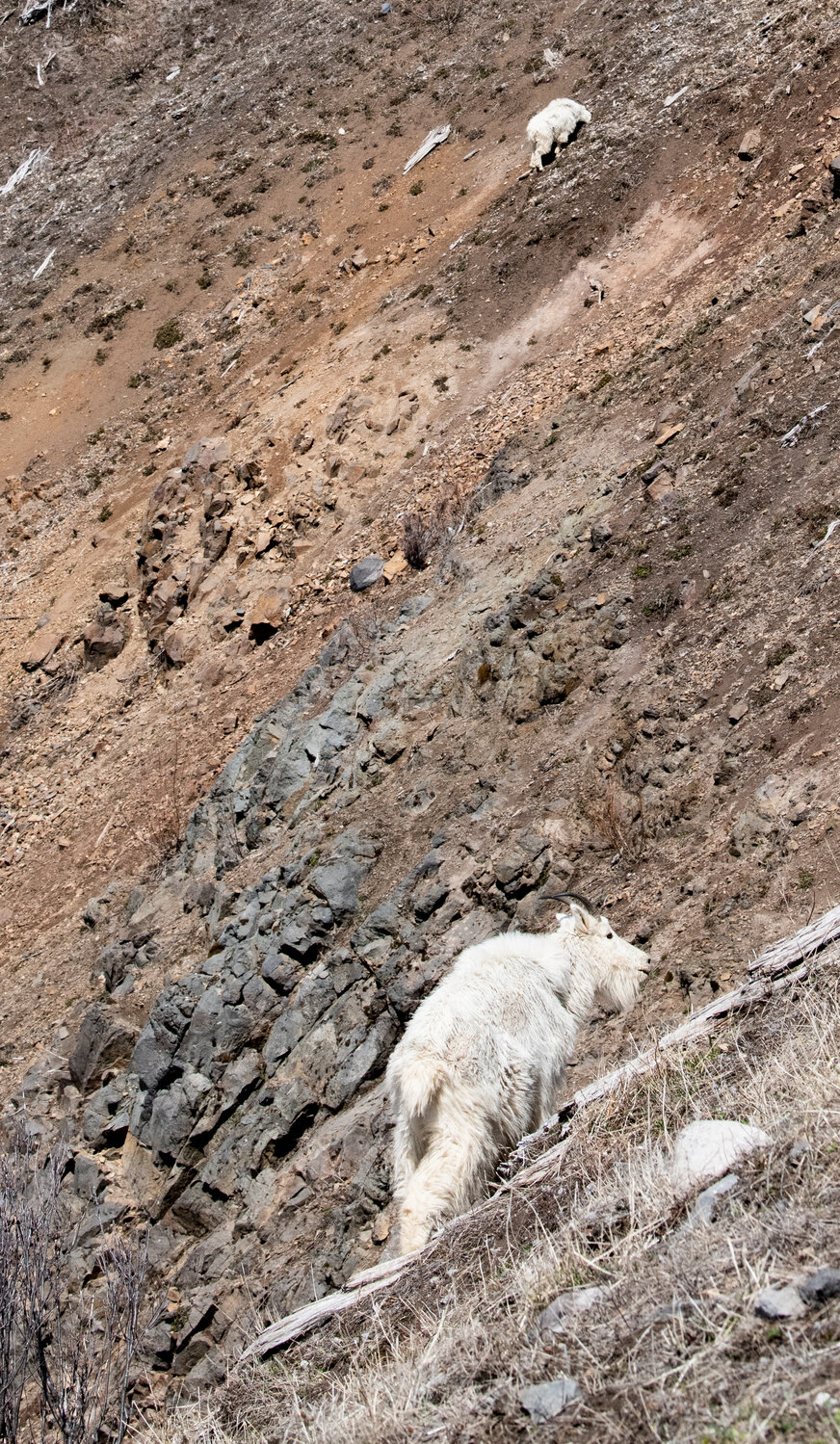 Two mountain goats are pictured grazing near Mount St. Helens by the Johnston Ridge Observatory on Thursday, May 11.