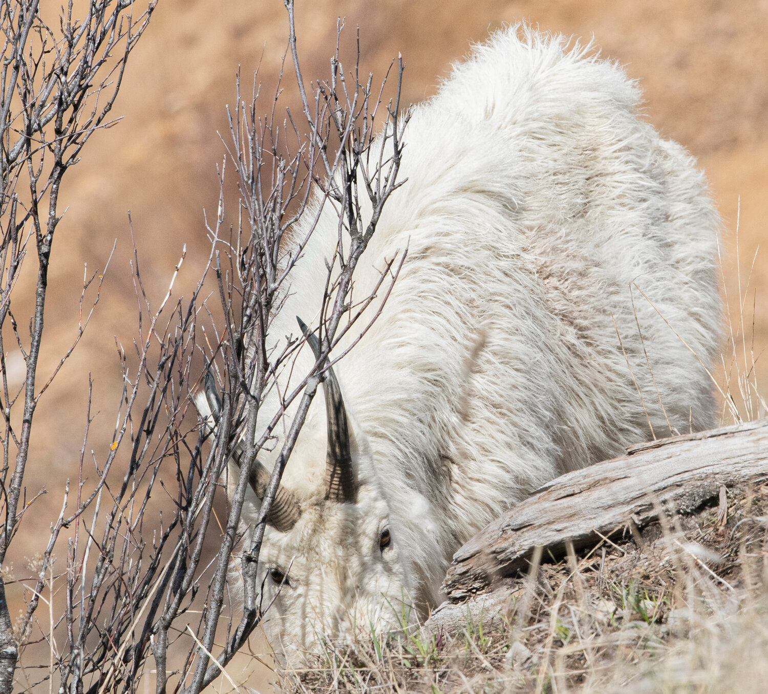 A goat gets down in the dirt to graze for grass by Mount St. Helens near the Johnston Ridge Observatory on Thursday, May 11.