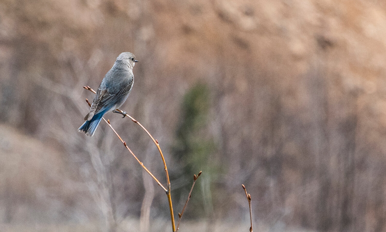 A female mountain bluebird perches on a thin branch near Mount St. Helens on Thursday, May 11.
