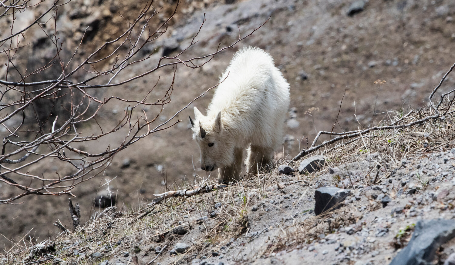 A young mountain goat grazes just below Johnston Ridge Observatory at Mount St. Helens on Thursday, May 11.