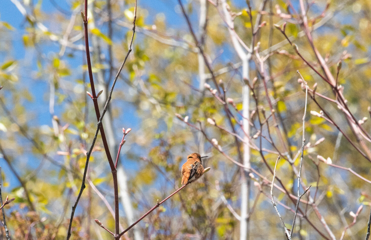 A Rufous hummingbird rests on a branch near Coldwater Lake by Mount St. Helens on Thursday, May 11.