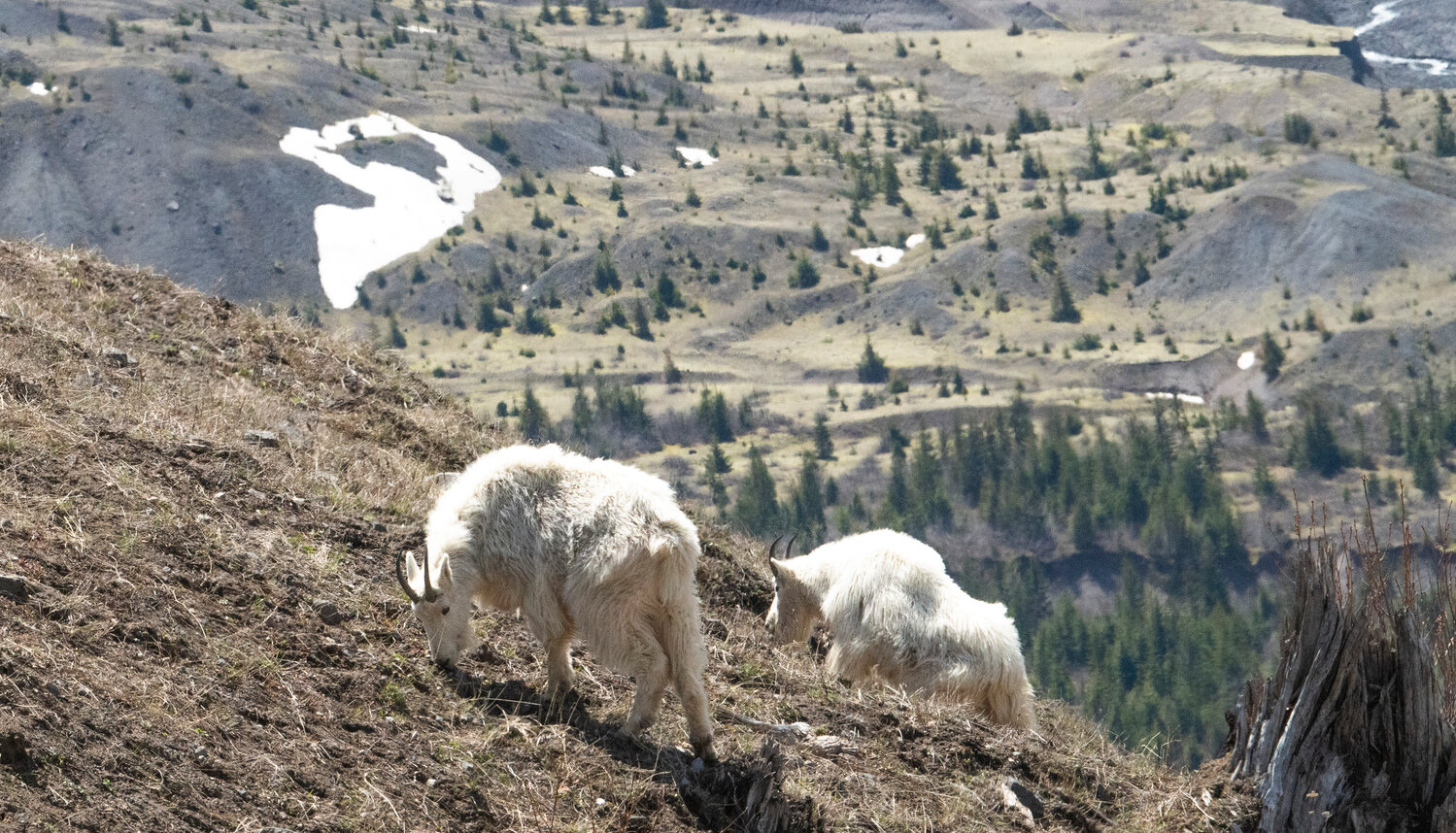 Two adult mountain goats graze near Mount St. Helens on Thursday, May 11.