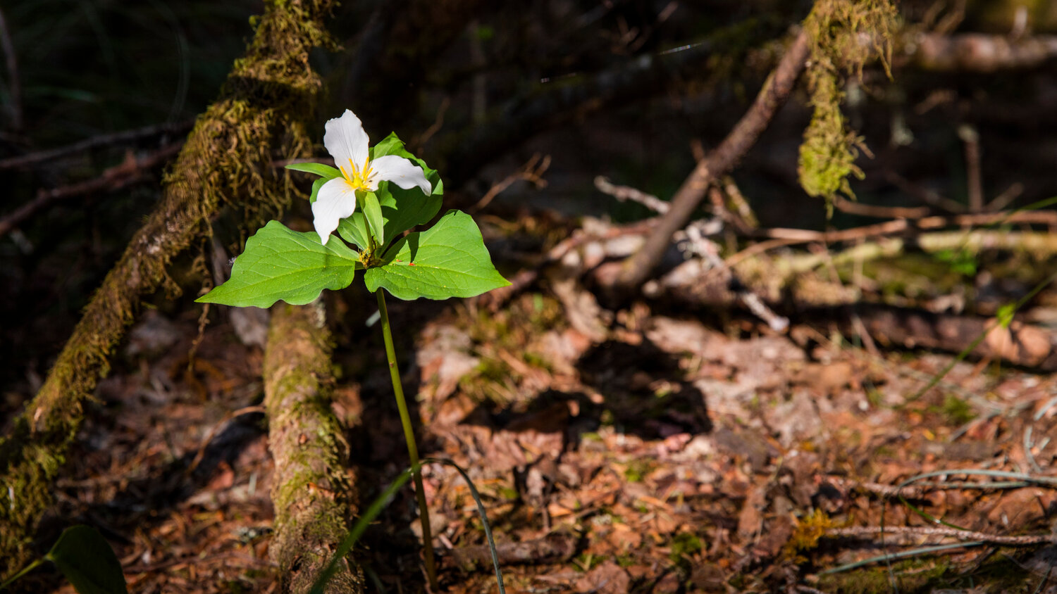 A Trillium blooms in the sun at the Ape Cave Interpretive Site in Cougar on opening day Thursday, May 18.