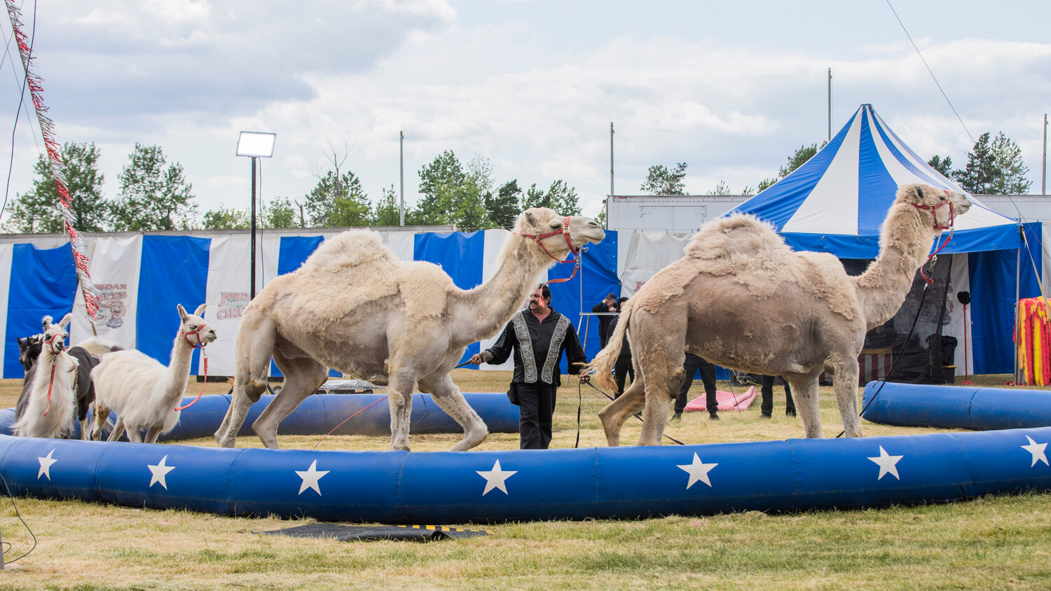 Camels, llamas and miniature horses circle a ring at the Southwest Washington Fairgrounds during the Jordan World Circus show on Wednesday, May 31.