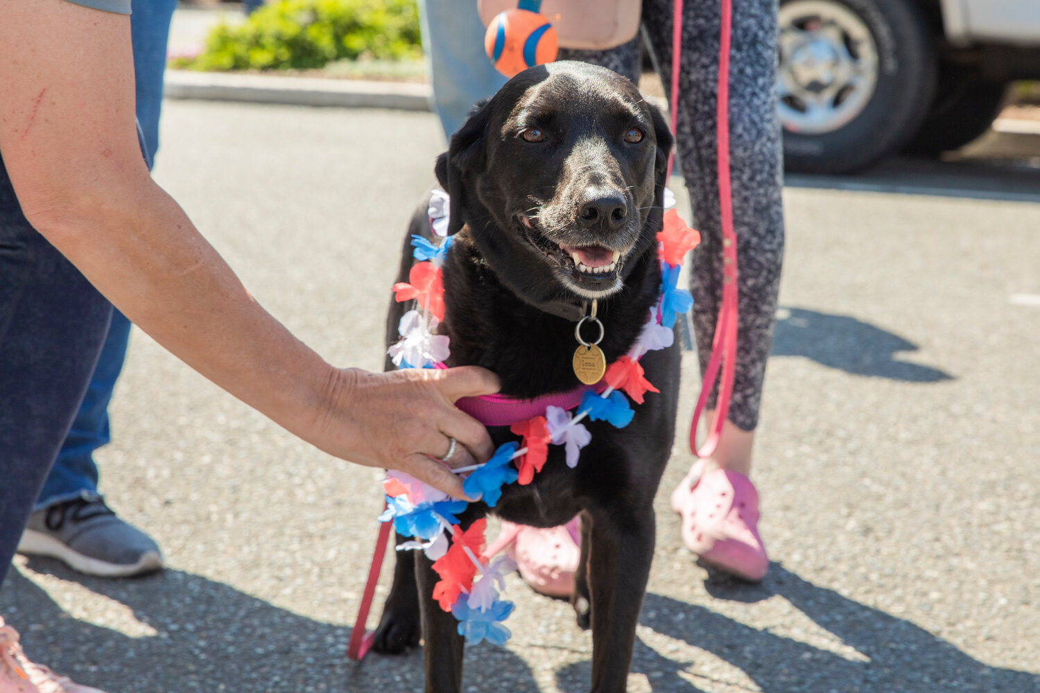 K9 Luna receives a flower lei during the Lewis County Special Olympics Law Enforcement Torch Run in downtown Chehalis on Friday, June 2.