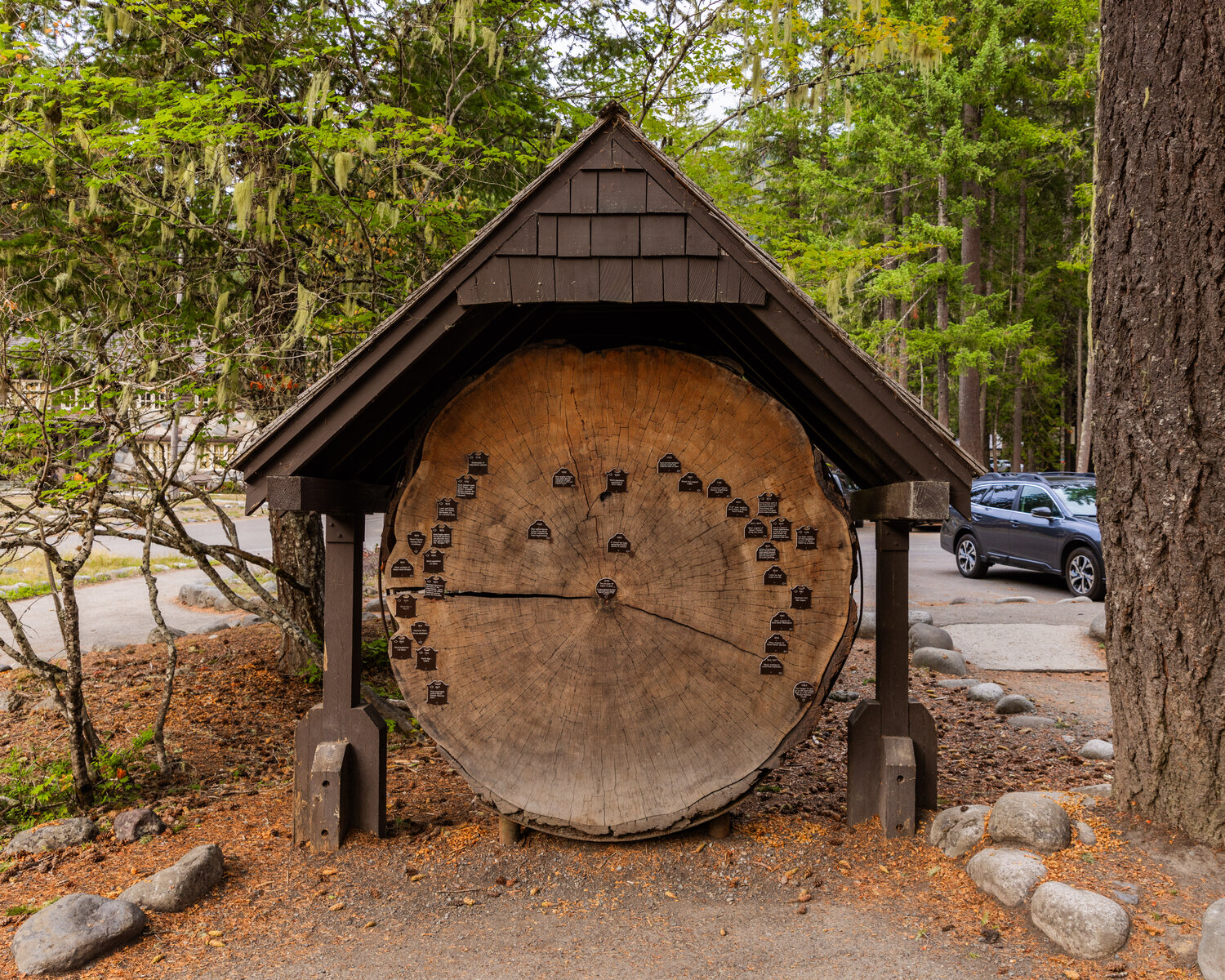 Tree rings of a Douglas fir are displayed at Longmire inside Mount Rainier National Park on Tuesday, Sept. 12.