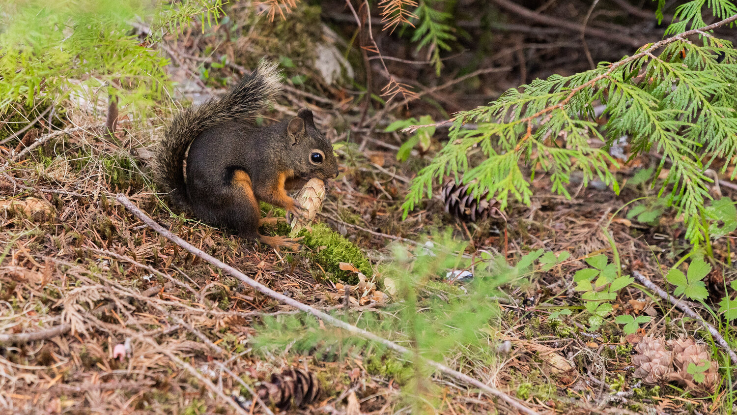 A Douglas squirrel munches on a Douglas fir cone inside Mount Rainier National Park near Longmire on Tuesday, Sept. 12.