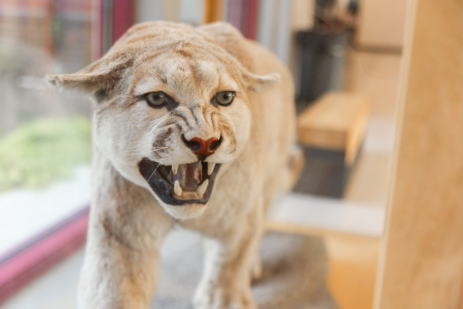 A cougar sits on display inside Orin C. Smith Elementary in Chehalis on Wednesday, Sept. 27.