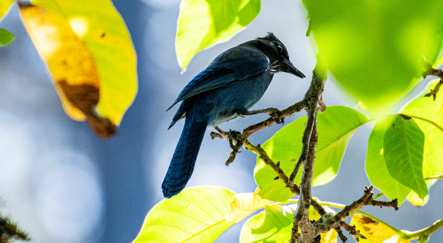 Beak of the Week: Identifying Washington's 'blue' jays