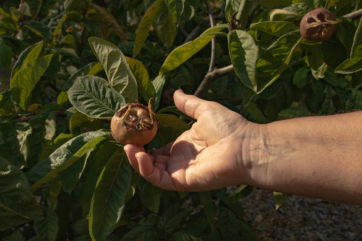 A medlar, which is a fruit harvested by humans since ancient times, is seen at LaCamas Creek Farm on Sunday, Oct. 8.