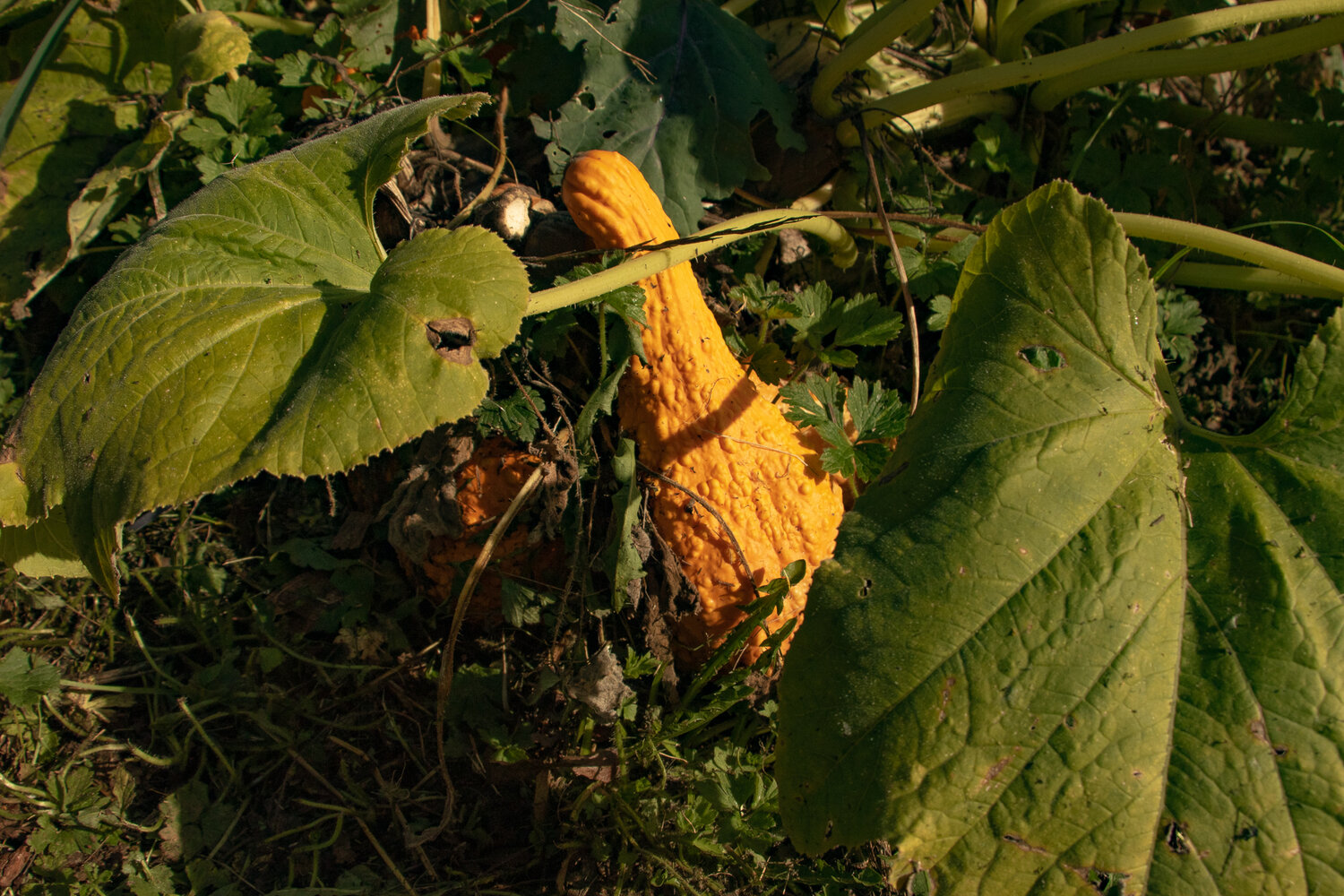 A squash is seen growing in a "food forest" garden at LaCamas Creek Farm on Sunday, Oct. 8.