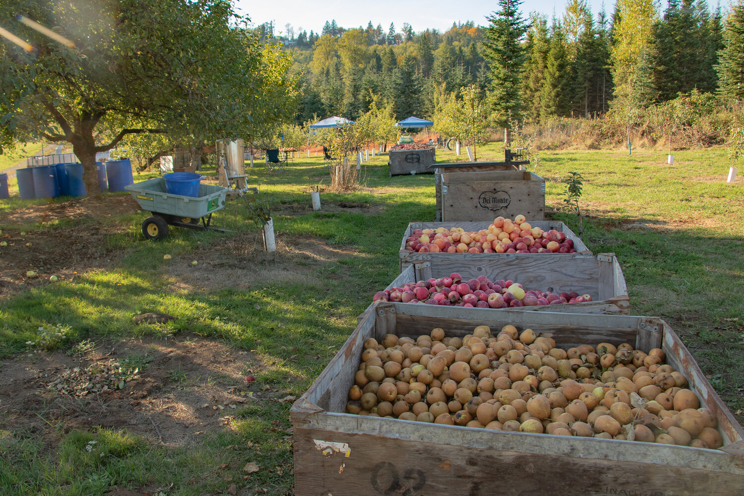 Apples fill bins at 3 Dogs Cider and Brewstillery in Silver Creek on Sunday, Oct. 8.
