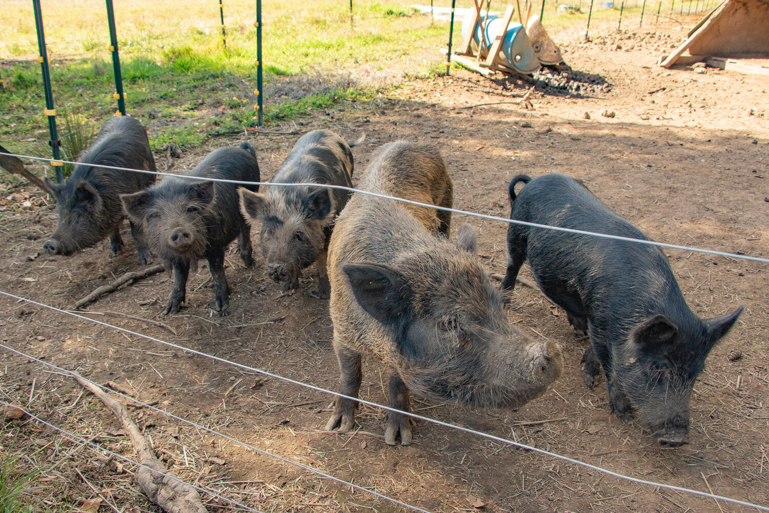 Kunekune pigs are seen on Sunday, Oct. 8, at the Hayseed Acres in Onalaska.